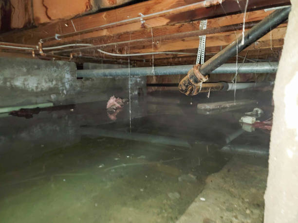 Best Basement water damage restoration  in Patrick Springs, VA